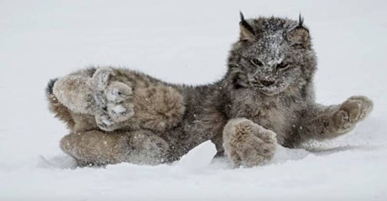 Most People Have NEVER Seen A Cat Like This – We Love Cats and Kittens