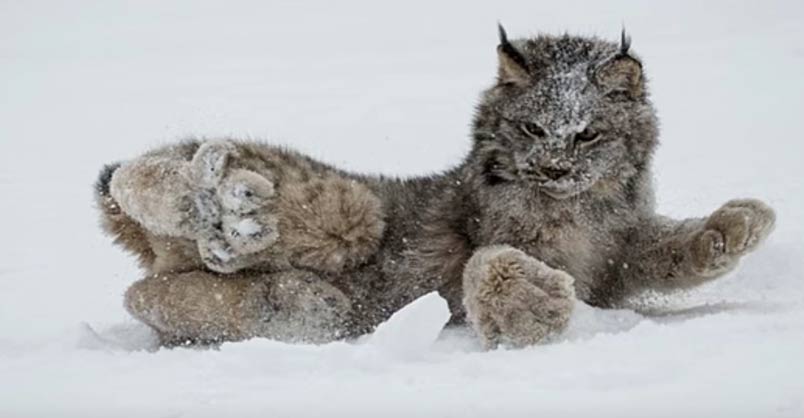 Most People Have NEVER Seen A Cat Like This – We Love Cats and Kittens