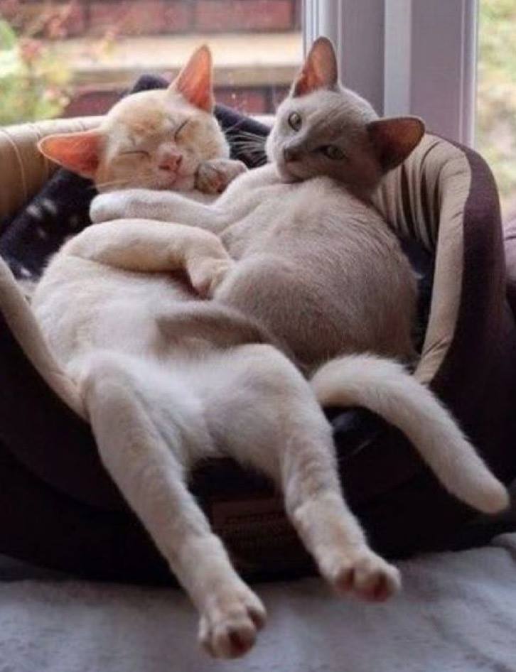 My, don’t these two look comfy…..