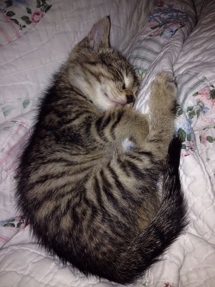 My kitten amelia. – cutecatshq.com/
