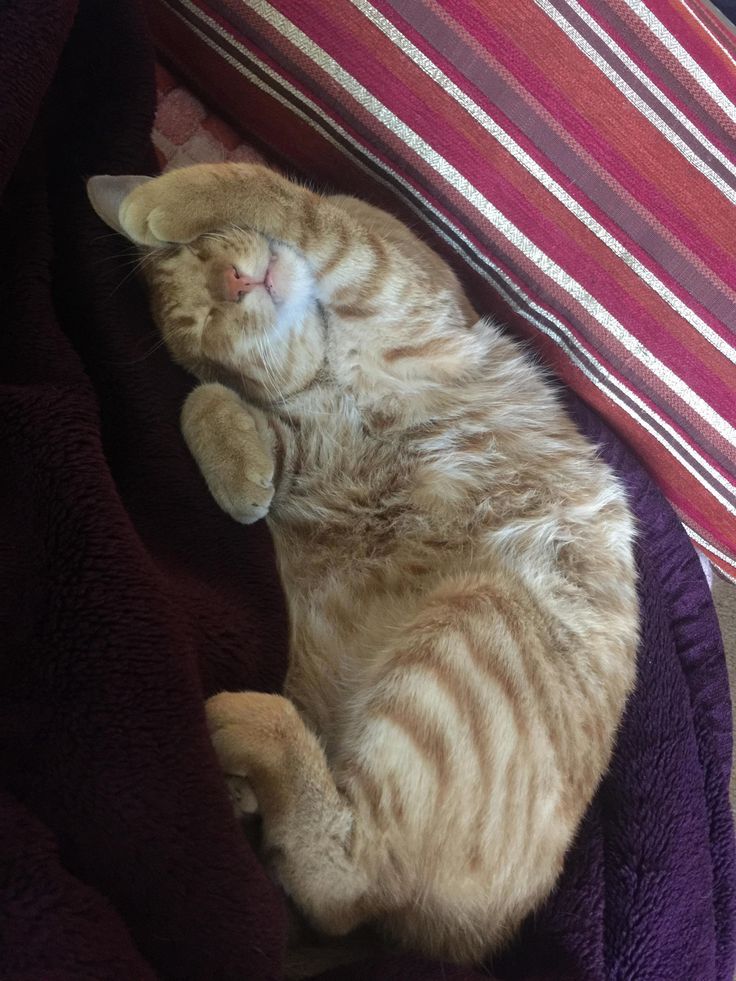 My lil baby, leo – cutecatshq.com/