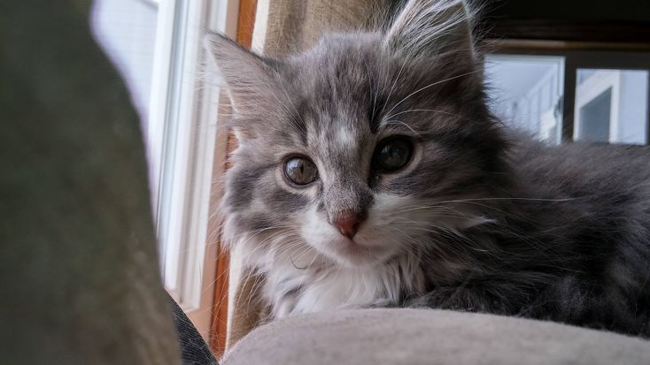 My parents cant think of a name for their new kitten. any ideas –