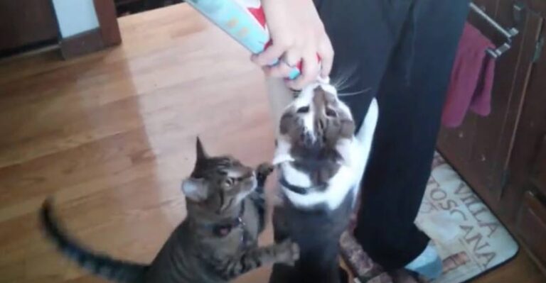 Never Feed Your Cat Whipped Cream!