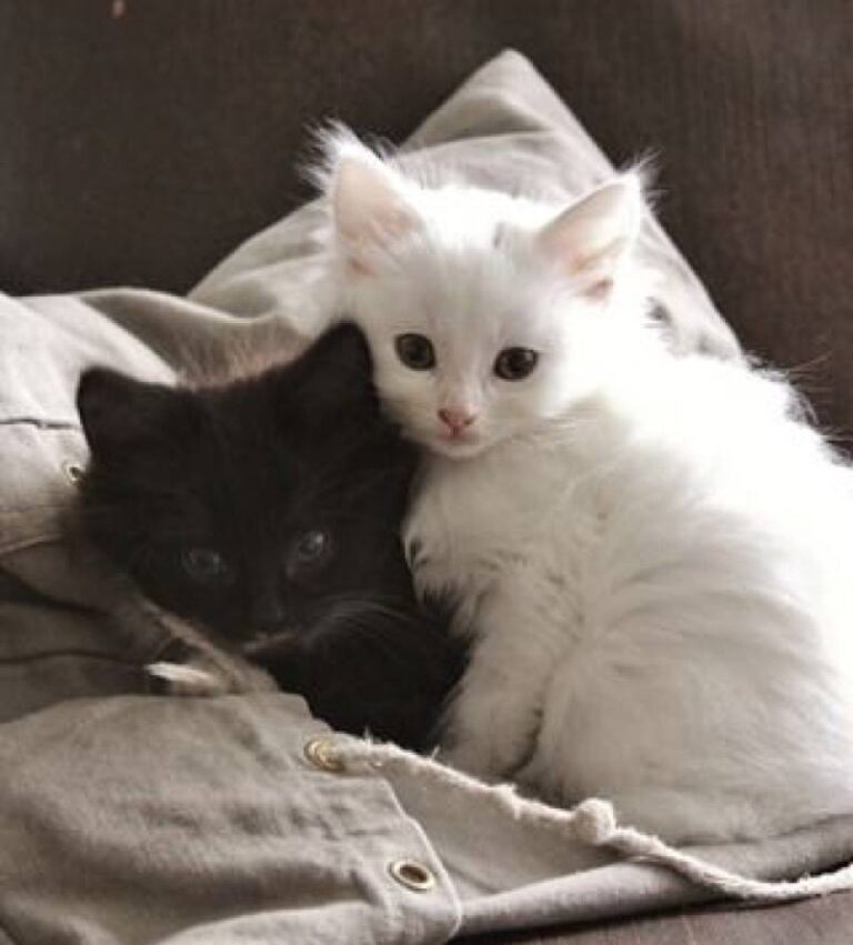 Not just one little cutie but two! How delightful!