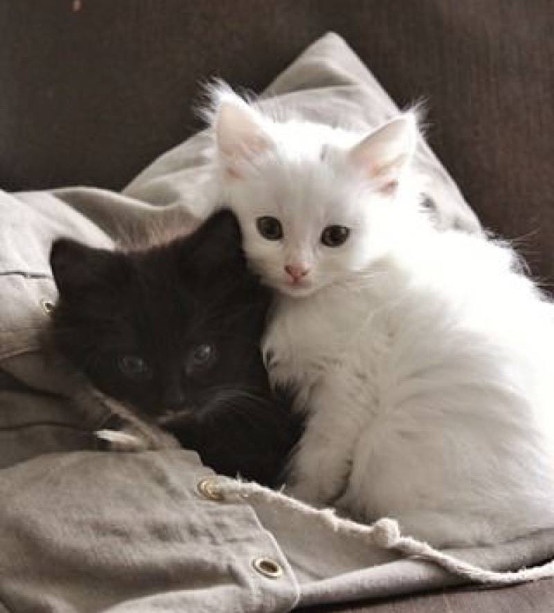 Not just one little cutie but two! How delightful!