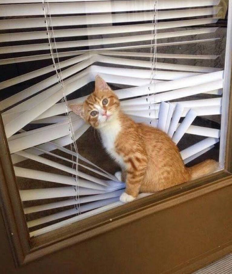 “Oh hello, you’re home!” Cats do love a bit of mischief, don’t they!