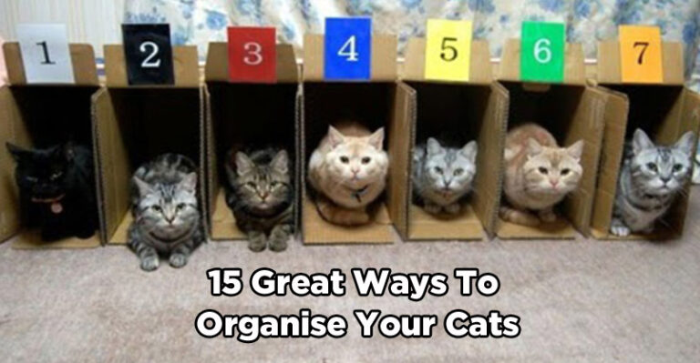15 Great Ways to Organise Your Cats