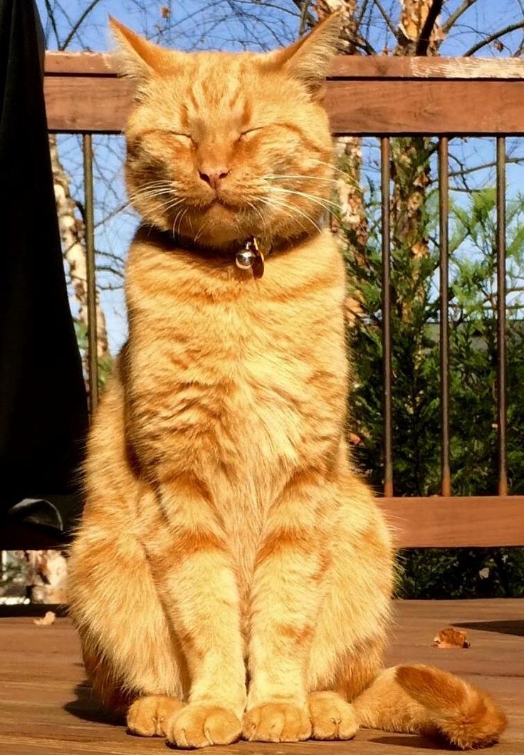 Oscar the inscrutable – cutecatshq.com/