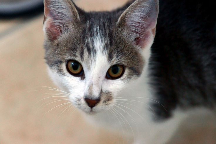 Our foster kitten of the week – cutecatshq.com/