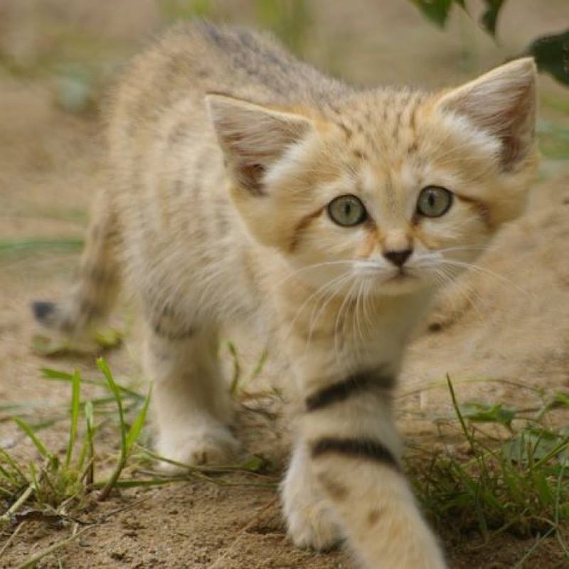 Sand cats are so beautiful