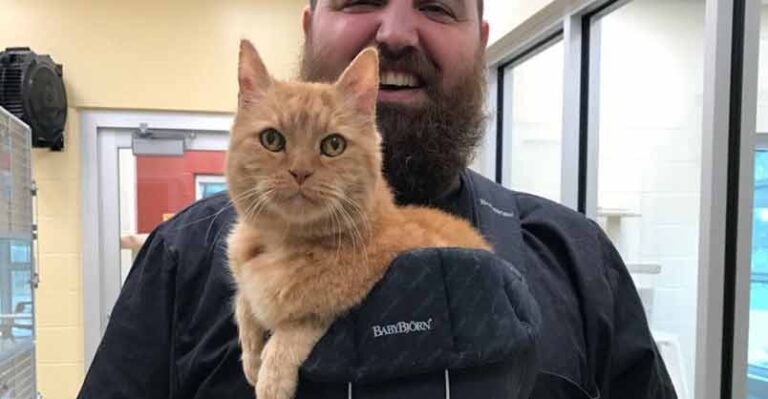 Shelter Finds Perfect Solution For Senior Cat Who Loves Being Held –
