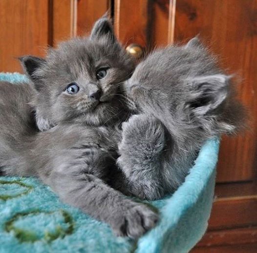 Sibling love…. [See ALL our best cat Pix here –