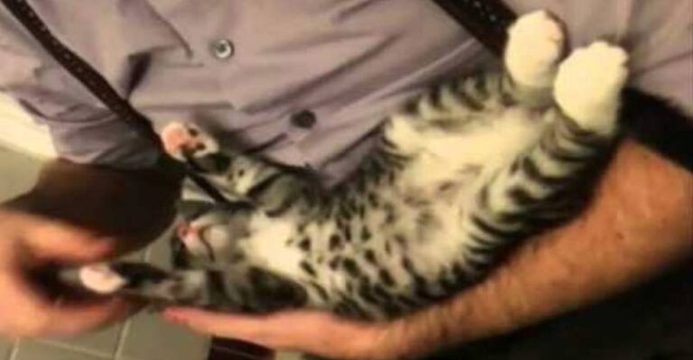 Since When Do Kittens Stay Where You Put Them?