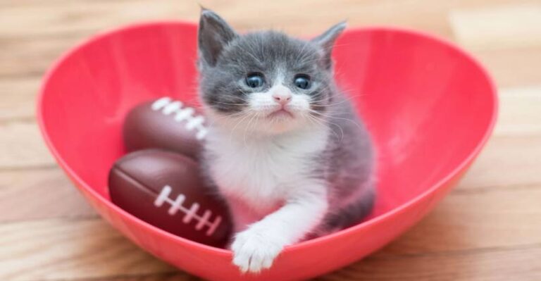 Small Fry is a Tiny Kitten With a Big Story – We Love Cats and Kittens