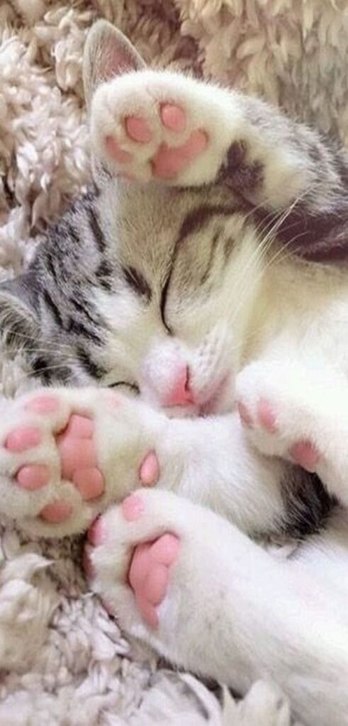 Soft paws