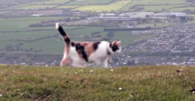 Stevie the Blind Cat Climbs a Mountain, an Inspirational Story