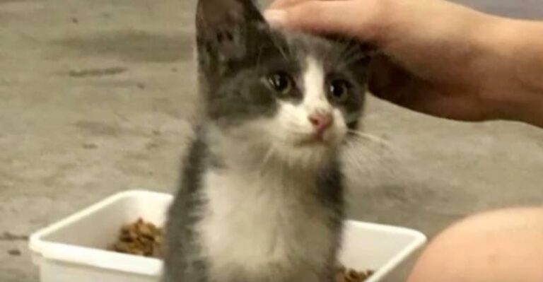 Stray Kitten So Afraid He Kept Crying And Hiding Until He Felt Love –
