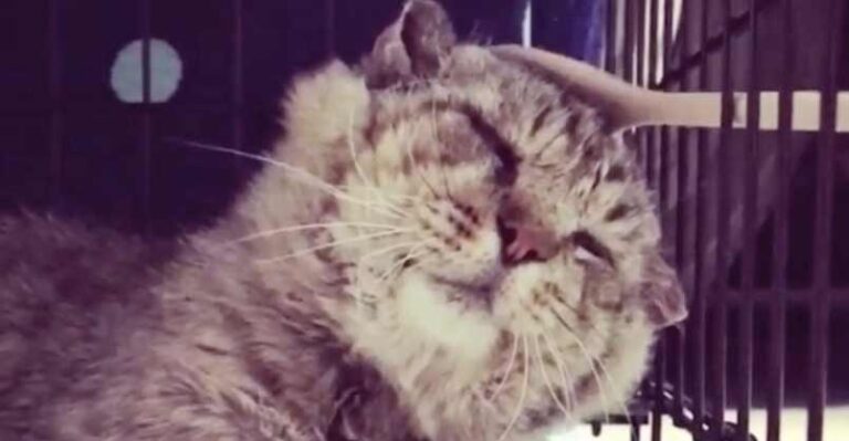 Street Cat Finds Love After 10 Years Living as Feral – We Love Cats