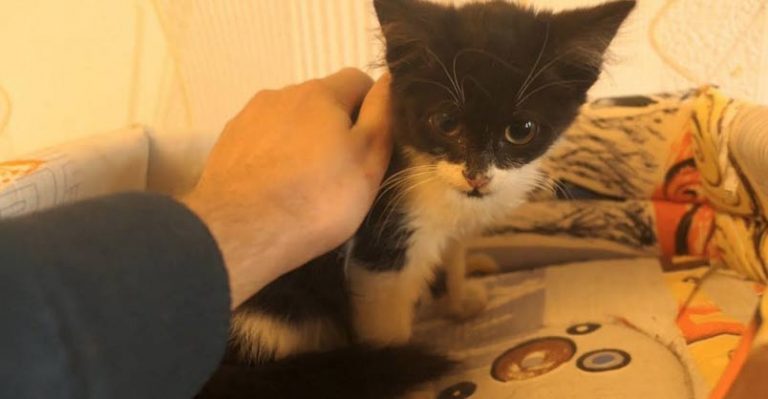 The Kitten From the Street to my Home - We Love Cats and Kittens