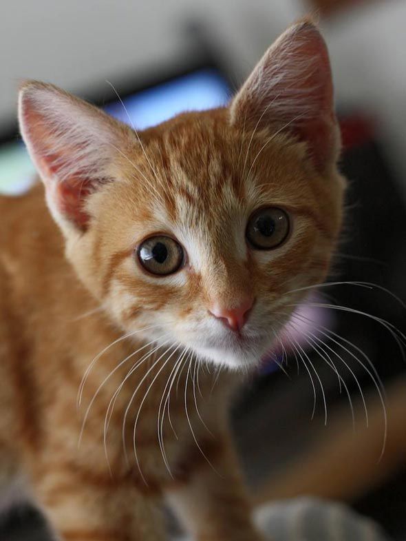 Strummer, an orange tabby kitten, posted via goodmorningkitten.com
