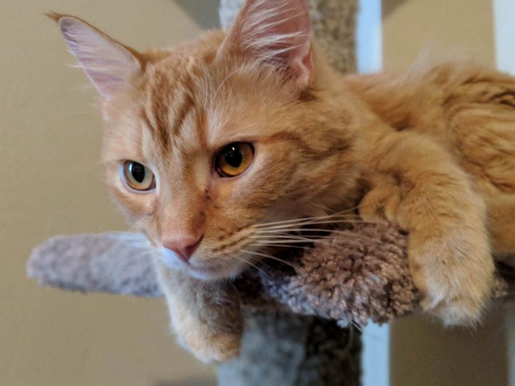 Such a majestic boy! – cutecatshq.com/