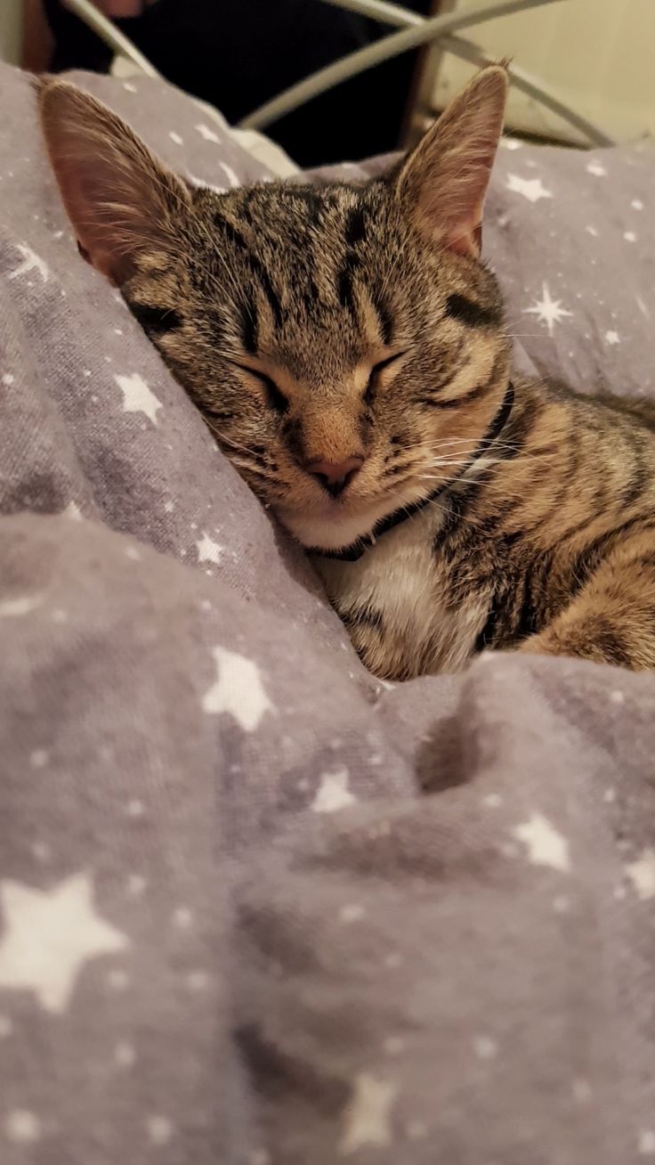 Sweet dreams. – cutecatshq.com/