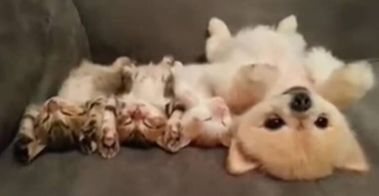 Too Cute! Three Little Kittens and a Dog Take a Nap
