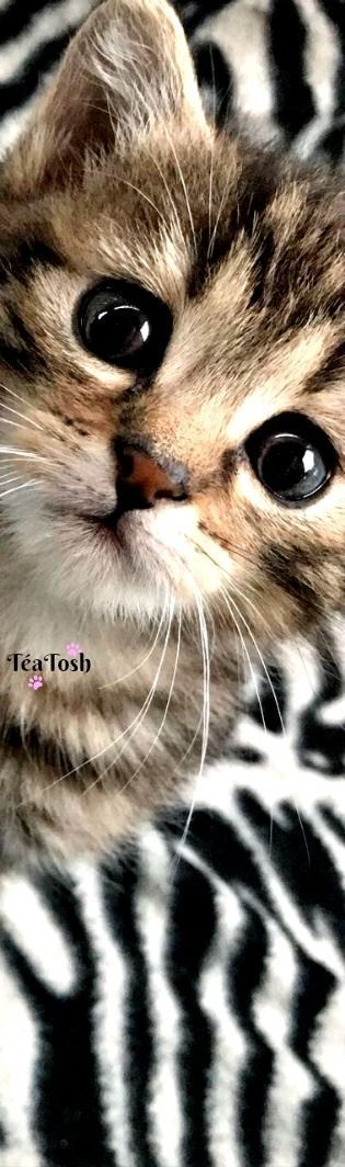 ❇Téa Tosh