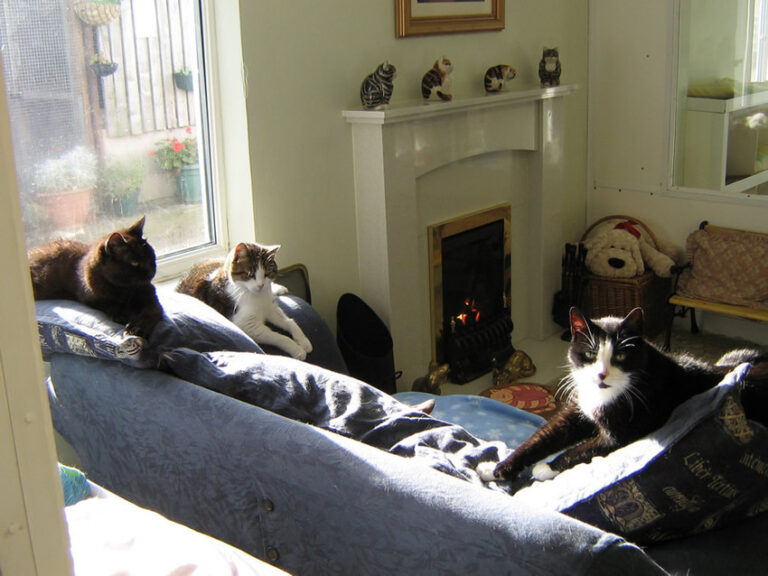 The Purrfect Retirement Home for Cats