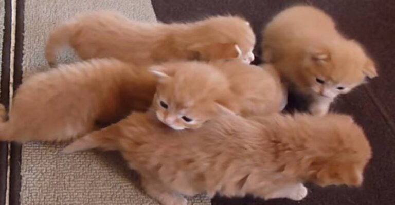 These Six Ginger Kittens Will Melt Your Heart