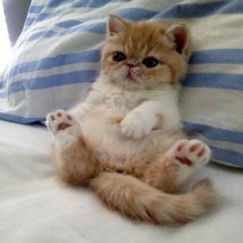 This Exotic Shorthair is a little cutie don’t you think?