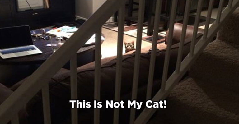THIS IS NOT MY CAT !! – We Love Cats and Kittens