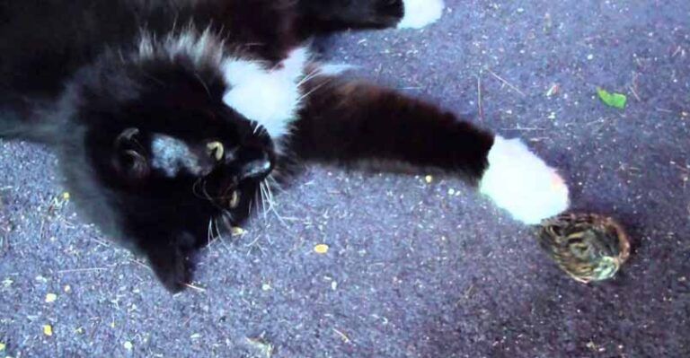 This Kitty is a Great Rat Catcher, So When I Saw Him with a Baby Bird