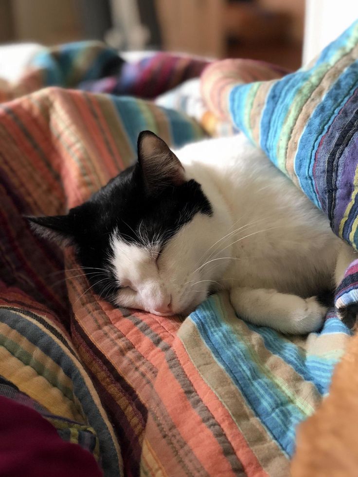 This is ms. moo. shes not always this chill… ) – cutecatshq.com/