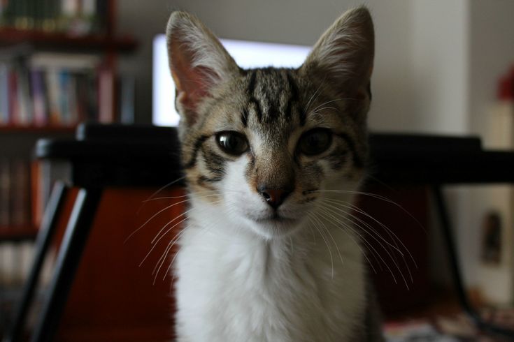 This little guy is getting more and more docile – cutecatshq.com/