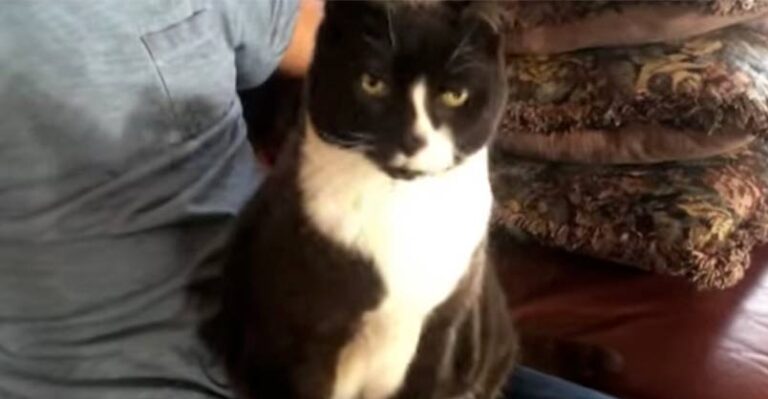 25 Year Old Cat Has the Cutest Throaty Meow – We Love Cats and Kittens
