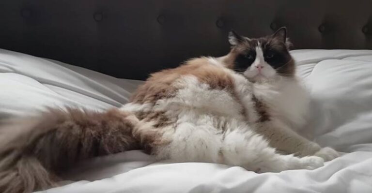 Timo the Cat Refuses to Leave the Bed and Is Not Afraid to Say So –