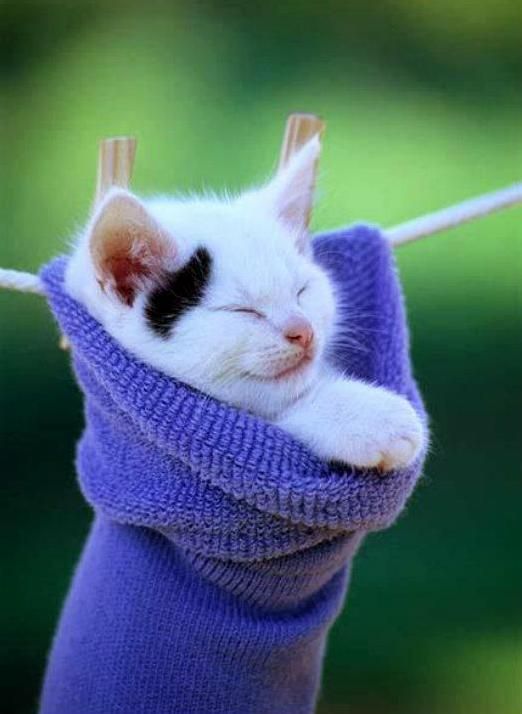 Tiny kittens wearing baby socks – cutecatshq.com/