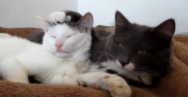 Too Cute to Understand – Feel the Love – We Love Cats and Kittens