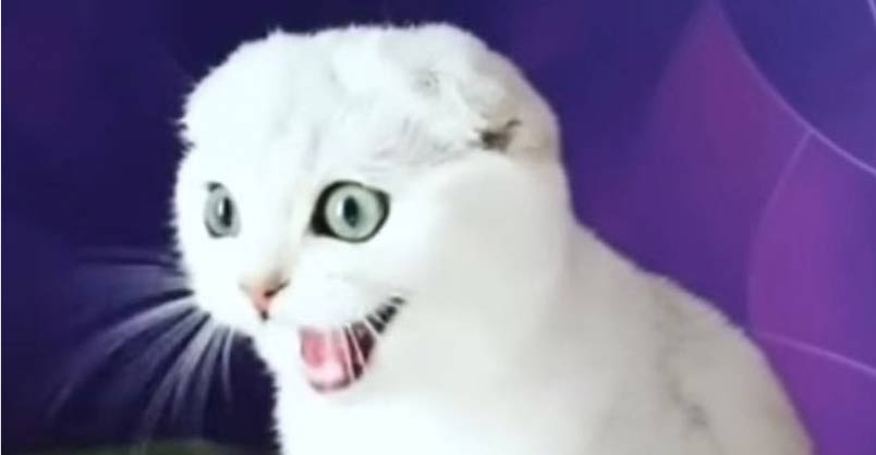 Cute Kitty Makes Weird Facial Expressions – We Love Cats and Kittens