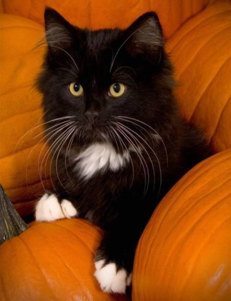 What a beautiful , I especially love the white markings on his paws….