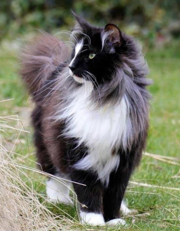 What a lovely looking don’t you think?