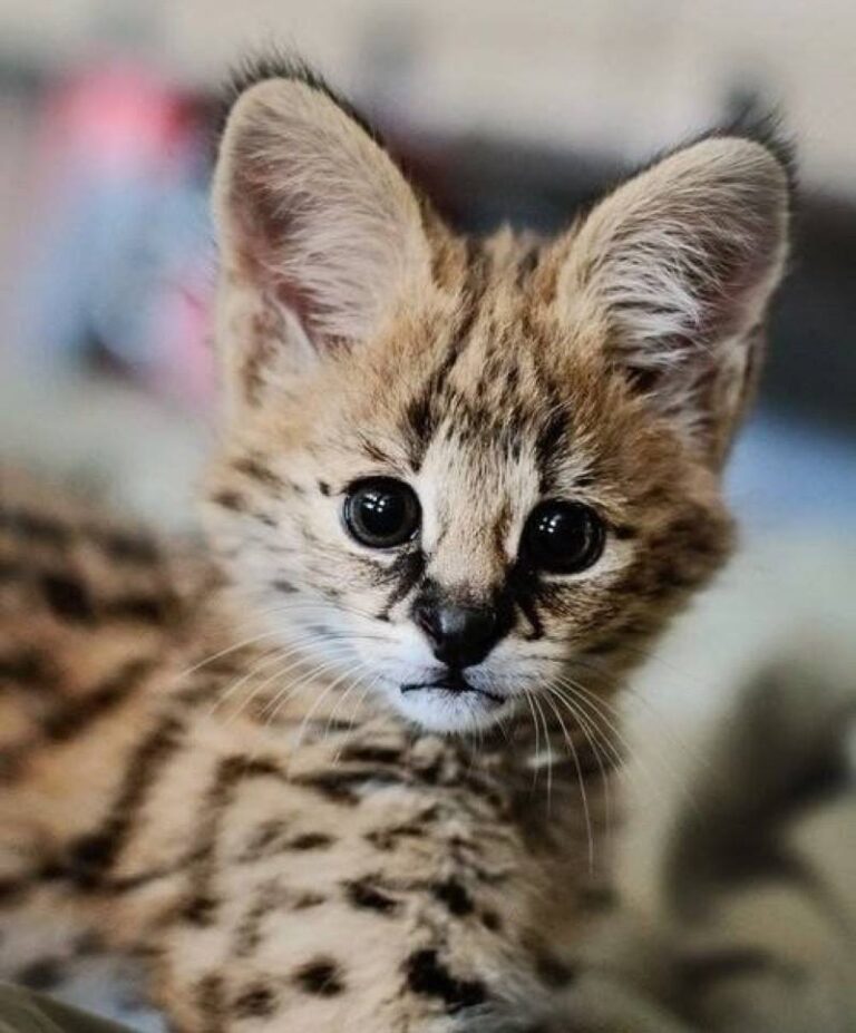 What an adorable face don’t you think? And just look at those ears!