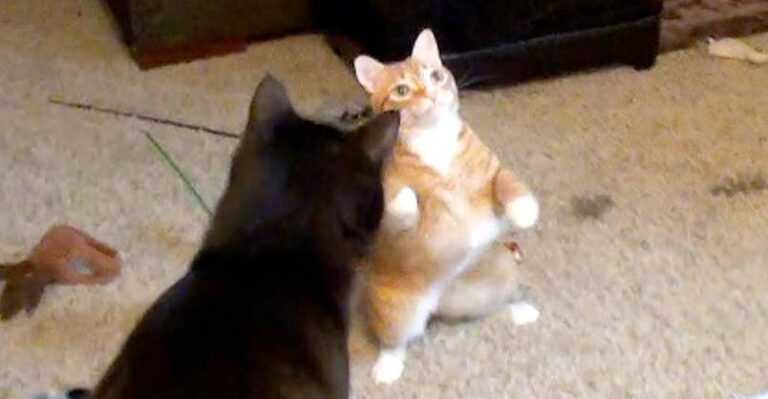 What Happens When Cats See a Moth!