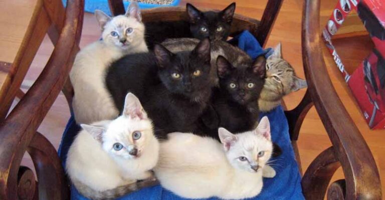 When Rescuer Sings the Kittens Come Running – We Love Cats and Kittens