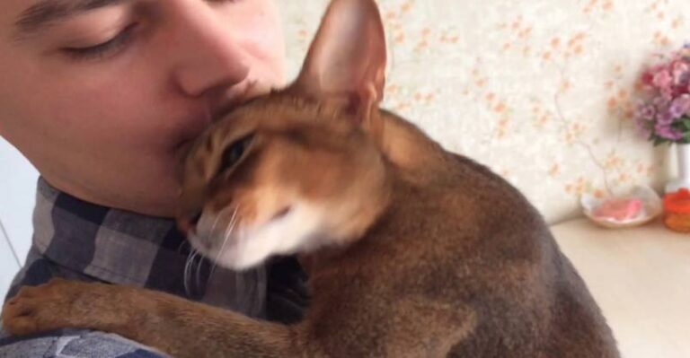 When You’re Eagerly Expected – We Love Cats and Kittens