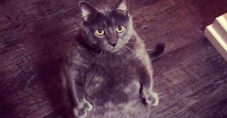 Woman Goes Above And Beyond To Adopt Fat Cat – We Love Cats and