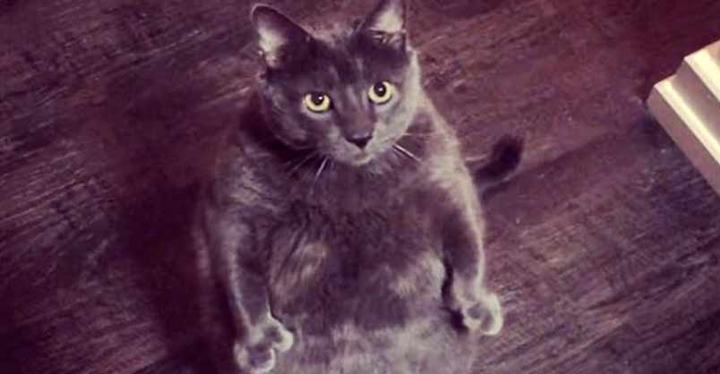 Woman Goes Above And Beyond To Adopt Fat Cat – We Love Cats and