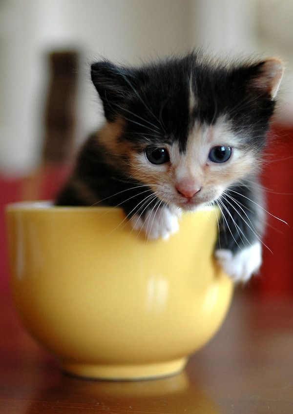 Y’a plus rien à manger !!!