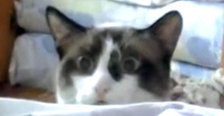 You Know Your Cat Is A Total Creep When
